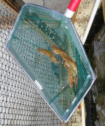 fishing_5